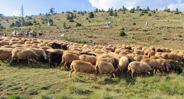 Διαχειριστικά σχέδια βόσκησης: Πρόστιμο 450 εκατ. ευρώ αν δεν ενεργοποιηθούν έως το τέλος του έτους