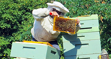 Σεμινάριο Μελισσοκομίας στο Κέντρο “ΔΗΜΗΤΡΑ” Λάρισας