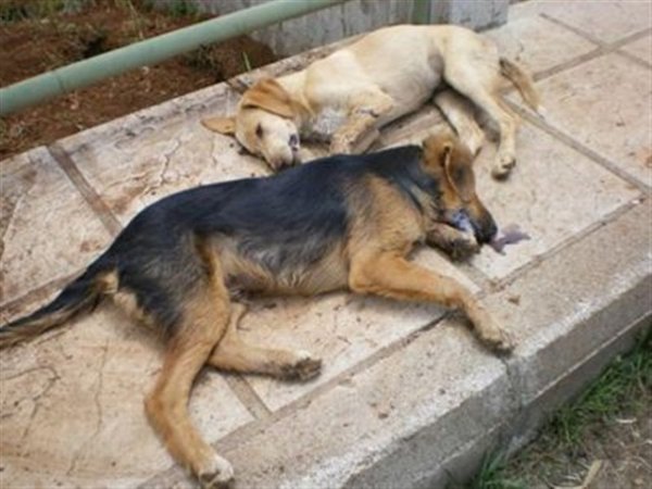 Δήμος Δίου-Ολύμπου: Όχι στις φόλες – Η δηλητηρίαση ζώων είναι ποινικό αδίκημα