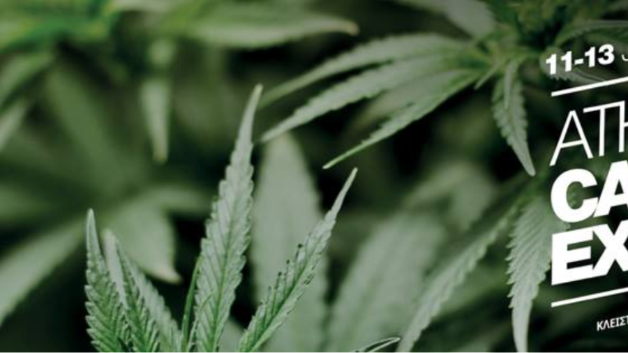 Φυτείες-μαμούθ στην Πελοπόννησο: Πάνω από 3.000 δενδρύλλια και προσδοκώμενα κέρδη εκατομμυρίων