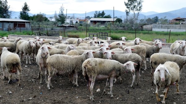 Αυξημένα μέτρα πυροπροστασίας στις κτηνοτροφικές μονάδες ζητά η Κτηνιατρική