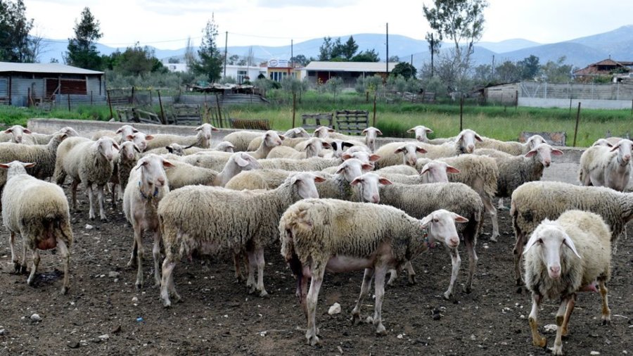 Αυξημένα μέτρα πυροπροστασίας στις κτηνοτροφικές μονάδες ζητά η Κτηνιατρική