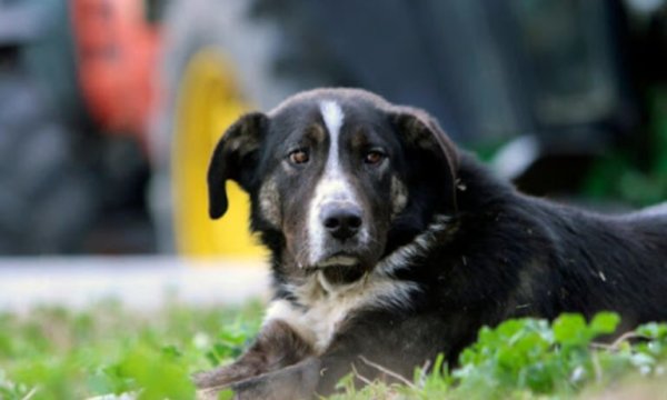 Επτά μύθοι για την υγεία των σκύλων που οι κηδεμόνες πρέπει να σταματήσουν να πιστεύουν