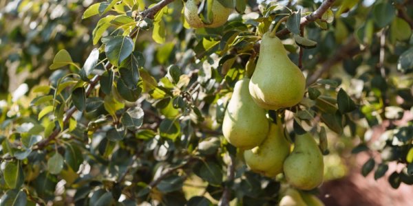 Αχλάδι Τυρνάβου: Ικανοποιητική η φετινή χρονιά, αλλά κόστος και έλλειψη εργατών πιέζουν τους παραγωγούς