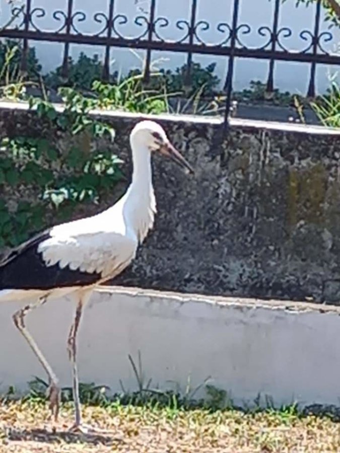 Αγρίνιο: Επέστρεψαν μετά από 50 χρόνια απουσίας οι πελαργοί στη Νέα Αβώρανη