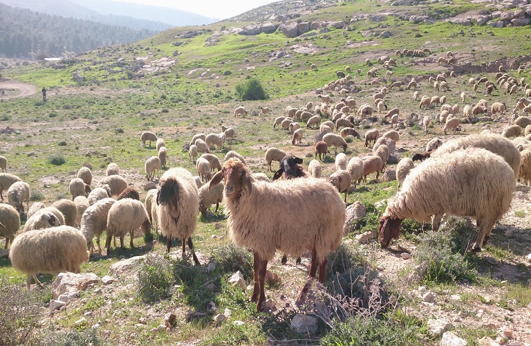 63 εκατ. ευρώ για ζωοτροφές και νέες αποζημιώσεις λόγω ευλογιάς – Τι ανακοίνωσε ο Χρήστος Κέλλας