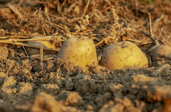 Πατάτα από… χρυσάφι – Γιατί εξαφανίζεται σε πολλές περιοχές της χώρας