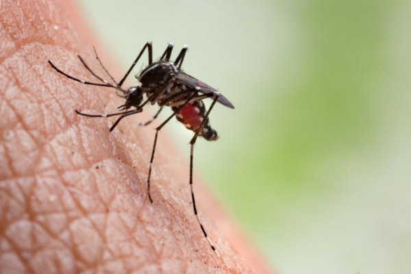 Κουνούπια: Οι πιο επικίνδυνες ζώνες μετάδοσης λοιμώξεων – Νέα διαβάθμιση των περιοχών της χώρας
