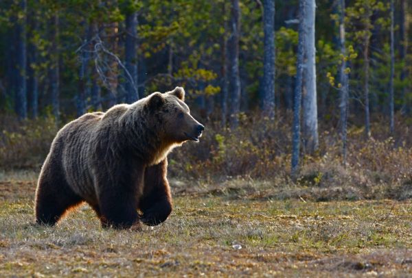 Νυμφαίο: Ανοίγει τις πύλες του το Καταφύγιο της καφέ αρκούδας