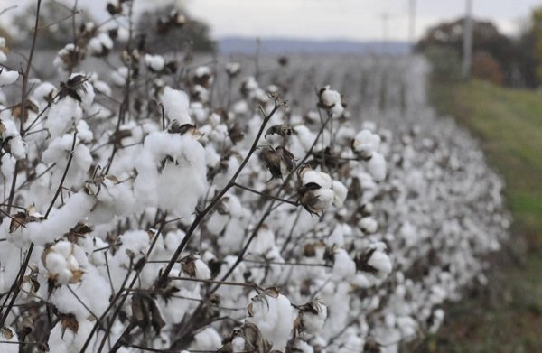 Θεσσαλία: Θέμα αποζημίωσης της επανασποράς βάμβακος βάζουν οι καλλιεργητές