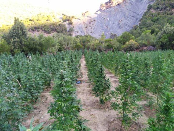 Νέα καταγγελία για τον ΟΠΕΚΕΠΕ: Ακόμη και οι χασισοφυτείες έπαιρναν επιδότηση [βίντεο]