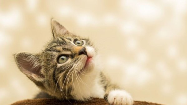 Γιατί οι γάτες ακινητοποιούνται αν κάποιος τις πιάσει από το σβέρκο – Τι νιώθουν εκείνη τη στιγμή