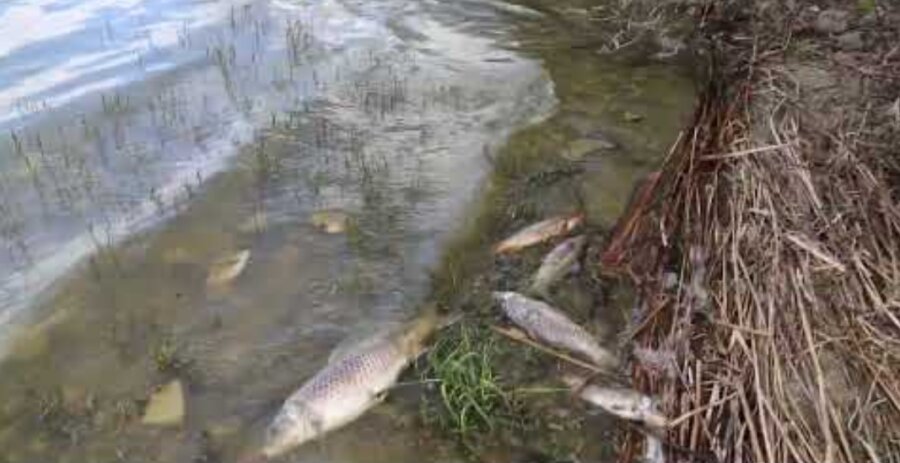 Εγκατάλειψη της Κάρλας από την Περιφέρεια Θεσσαλίας- Αγρότες απειλούνται με καταστροφή καταγγέλει η Περιβαλλοντική Πρωτοβουλία