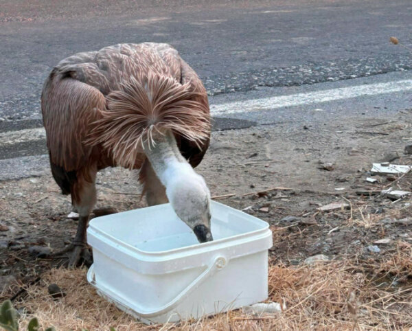 Επιστρέφουν οι γύπες έπειτα από 100 χρόνια – Στήνεται το «Ευρωπαϊκό Γέλοουστοουν» στα Καρπάθια