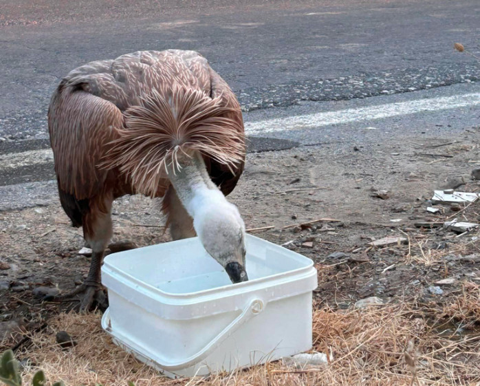 Επιστρέφουν οι γύπες έπειτα από 100 χρόνια – Στήνεται το «Ευρωπαϊκό Γέλοουστοουν» στα Καρπάθια