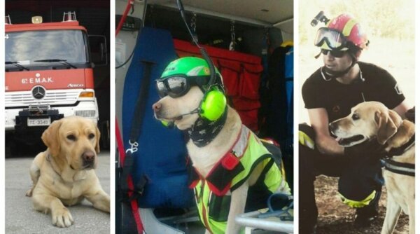 Πέθανε ο Μαξ, διασώστης – σκύλος της ΕΜΑΚ — Η ανακοίνωση της Πυροσβεστικής
