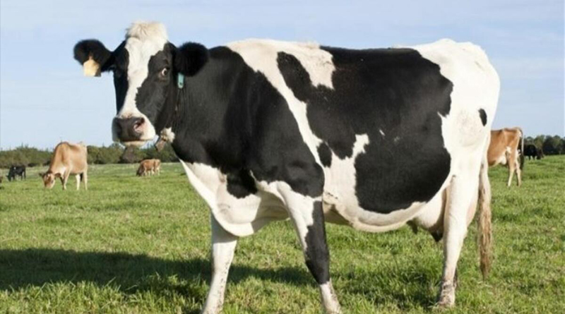 Αφθώδης πυρετός: Σχέδιο έκτακτης ανάγκης – Κλείνουν και τα παραληπτήρια γάλακτος – Στη Μυτιλήνη κλιμάκιο του Υπ. Αγροτικής Ανάπτυξης