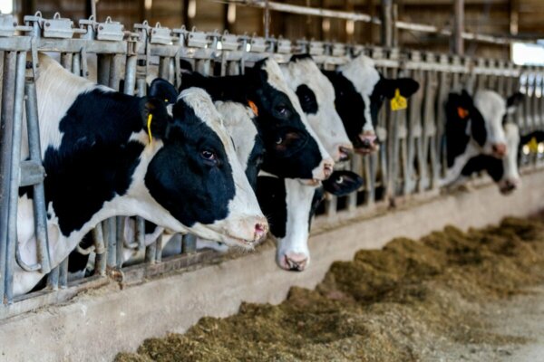Γρίπη των πτηνών: Ίχνη ιού βρέθηκαν σε αγελαδινό γάλα στις ΗΠΑ