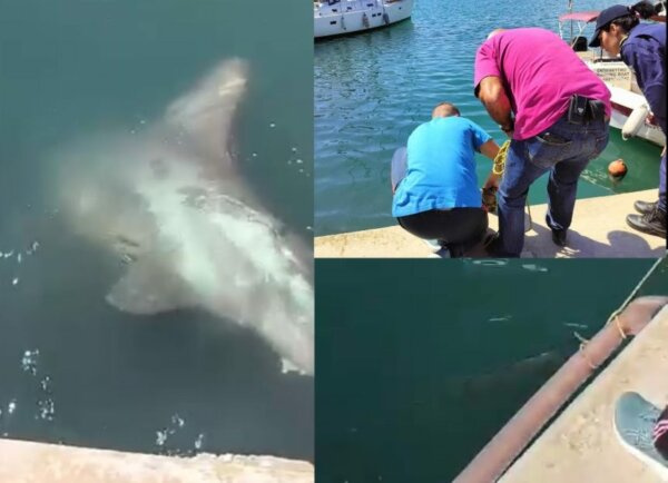 Βόλος: Καρχαριοειδες μήκους 3,5 μέτρων εντοπίστηκε στο λιμάνι