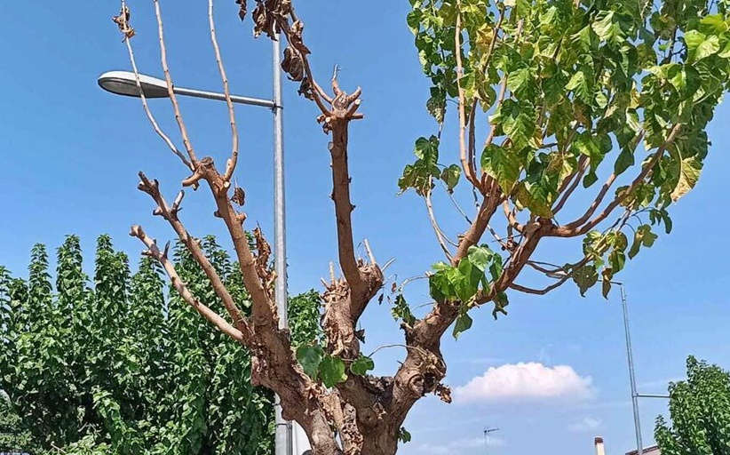 Άμεσα μέτρα από τον Δήμο Τρικκαίων για το «σκαθάρι της μουριάς»