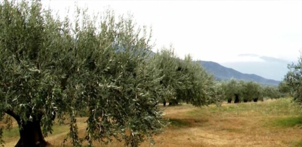Μεταξύ 200.000 και 250.000 η πρόβλεψη της ΕΔΟΕ για την εφετινή παραγωγή ελαιολάδου – Χαμηλότερη αναμένεται η συγκομιδή στην Κρήτη