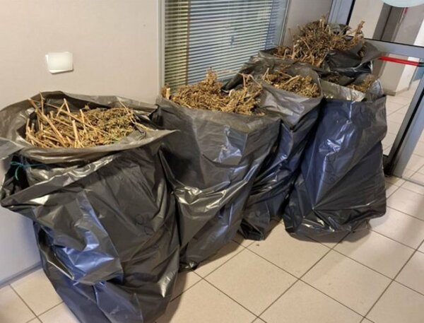 Πέντε Τούρκοι υπό το καθεστώς πρόσφυγα παρήγαγαν κάνναβη στη Μεσσηνία και την πωλούσαν στα Εξάρχεια