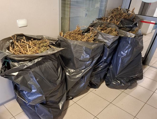 Πέντε Τούρκοι υπό το καθεστώς πρόσφυγα παρήγαγαν κάνναβη στη Μεσσηνία και την πωλούσαν στα Εξάρχεια