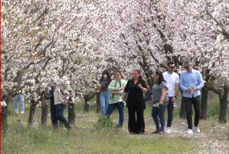 Συκούριο: Ο Δήμος Τεμπών υποδέχεται την Άνοιξη μέσα στις ανθισμένες αμυγδαλιές