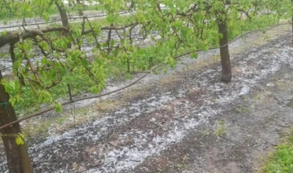 Αχαΐα: Ζημιές από το χαλάζι στις κερασιές της Κερνίτσας