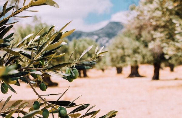Δακοκτονία: 29 θέσεις εποχικών στη Λάρισα