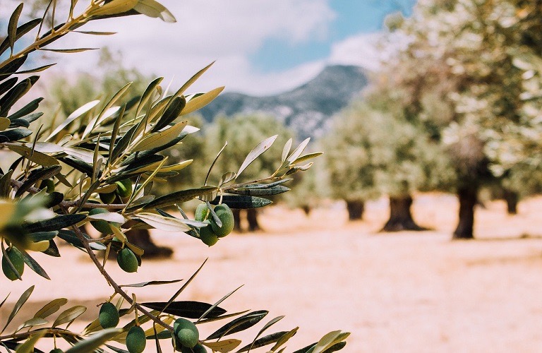Δακοκτονία: 29 θέσεις εποχικών στη Λάρισα