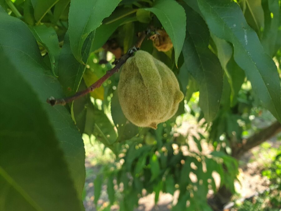 Παραμόρφωση ροδάκινων σε περιοχές της Λάρισας – Επιτόπιοι έλεγχοι