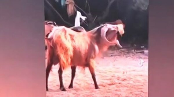 Σύβοτα: Τράγος ήπιε μοχίτο στη Μπέλλα Βράκα και… έγινε viral