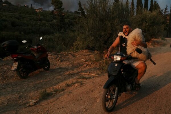Φωτιά στην Αχαΐα: Δραματική διάσωση ζώου από τις φλόγες – Συγκινητική εικόνα