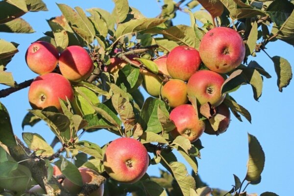 Χαμόγελα μετά από χρόνια για τους μηλοπαραγωγούς της Αγιάς