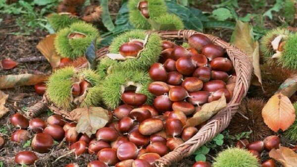 Στα Αμπελάκια του Δήμου Τεμπών η 7η Γιορτή Κάστανου