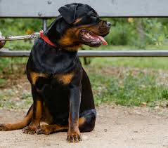 Μήνυση για κακοποίηση ζώου κατά ιδιοκτήτη και αστυνομικού που πυροβόλησε σκύλο