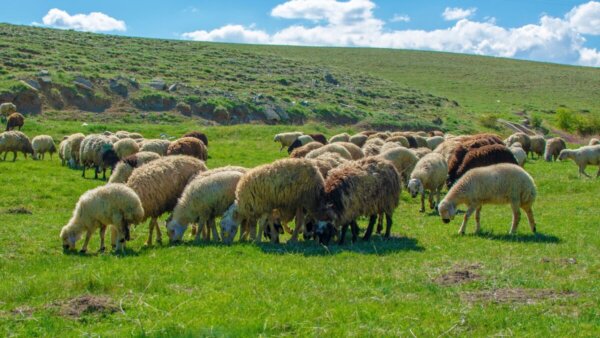 Τσιάρας: Το εμβόλιο δεν είναι λύση για την ευλογιά των αιγοπροβάτων