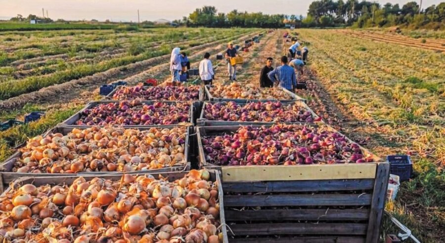 Θεσσαλία: Ανάμεσα σε προκλήσεις και προοπτικές η παραγωγή κρεμμυδιού