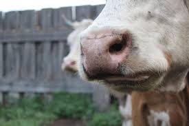 Απομάκρυνση ζώων από παρέμβριες ζώνες ζητούν οι κτηνιατρικές αρχές για αποτροπή εισόδου αφθώδους πυρετού από Τουρκία