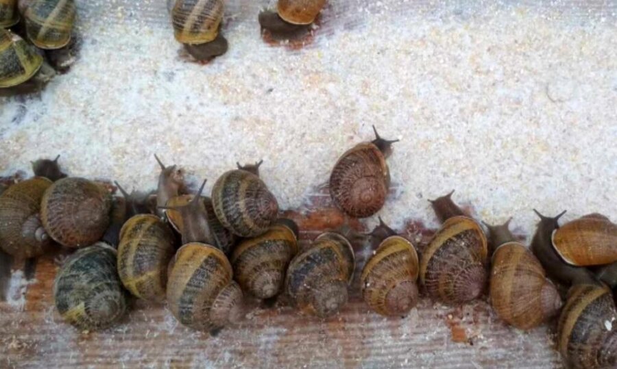 Έκλεψαν 450 κιλά σαλιγκάρια από οικογενειακή φάρμα στη Γαλλία – Η ζημιά ξεπερνά τα 100.000 δολάρια