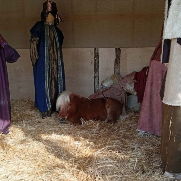 Αντιδράσεις από φιλόζωους για το ζωντανό αλογάκι στη φάτνη του Βόλου, «νούμερα που ζουν στον κόσμο τους» απαντά ο Μπέος