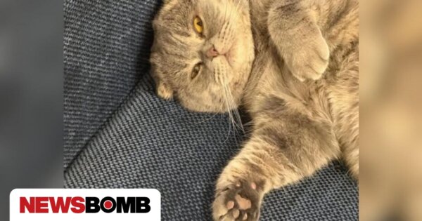 Βέλγιο: Viral η γάτα «Μάξιμους» του πρωθυπουργού – Το αιλουροειδές επικοινωνιακό «όπλο»