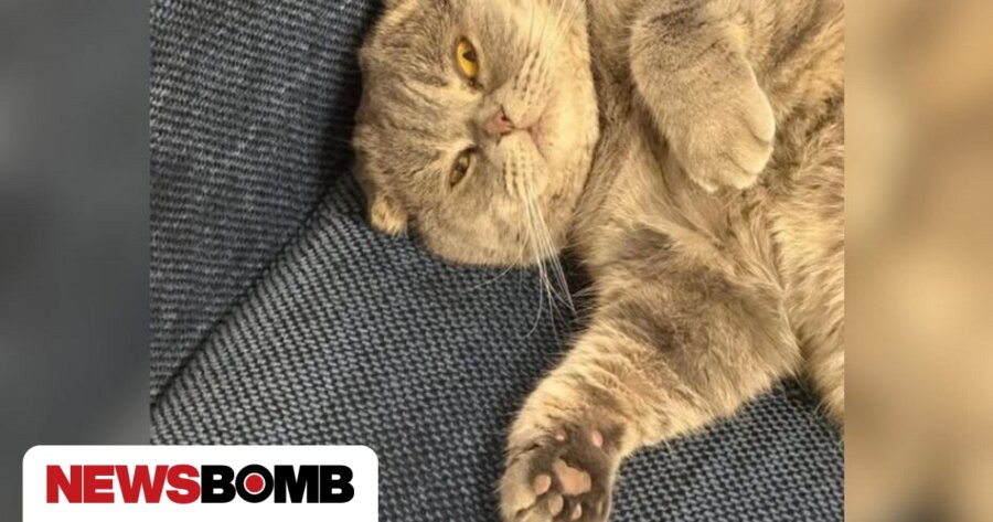 Βέλγιο: Viral η γάτα «Μάξιμους» του πρωθυπουργού – Το αιλουροειδές επικοινωνιακό «όπλο»