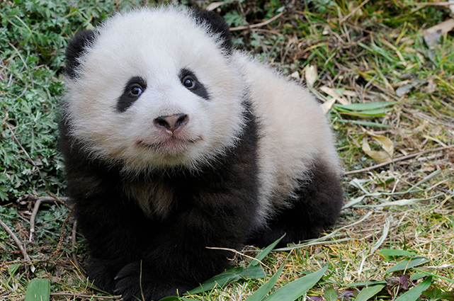 Ιστορική γέννηση γιγάντιου πάντα στην Ινδονησία