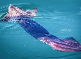 Γιγάντια καλαμάρια έκαναν την εμφάνισή τους στη Μαρίνα Ρεθύμνου