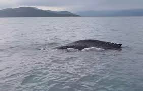 Σπάνια καταγραφή φάλαινας στον Παγασητικό Κόλπο – Κολυμπούσε σε απόσταση αναπνοής