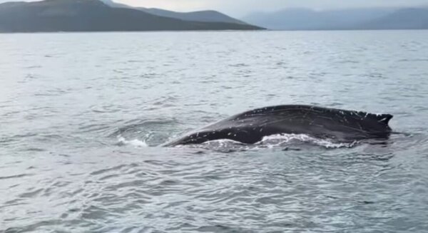 Σπάνια εμφάνιση φάλαινας στον Παγασητικό