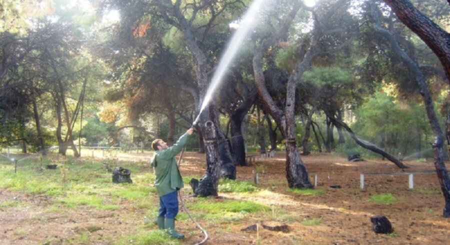 ΥΠΕΣ: 1,4 εκατ. ευρώ στην Περιφέρεια Θεσσαλίας για κάλυψη δαπανών δακοκτονίας