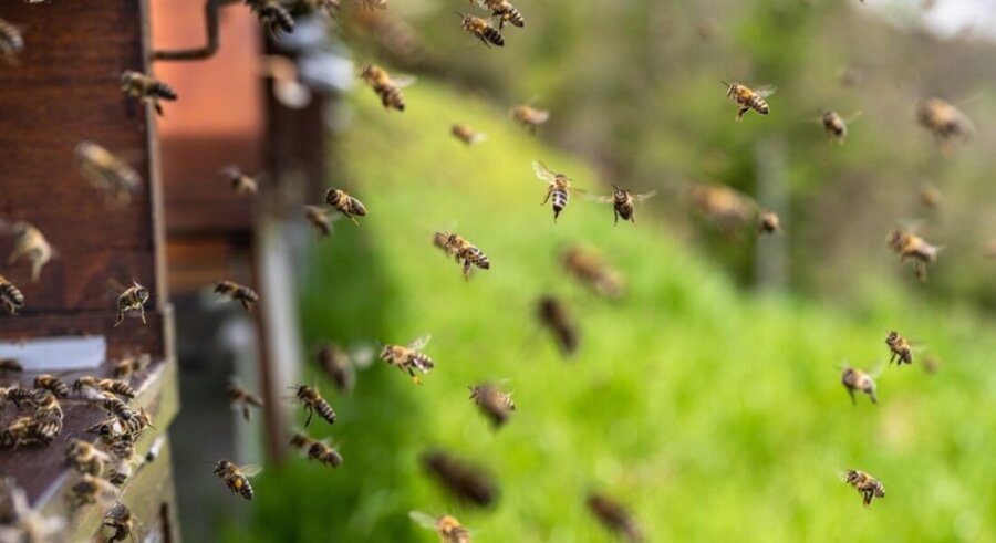 Προστασία των μελισσών κατά την περίοδο της ανθοφορίας